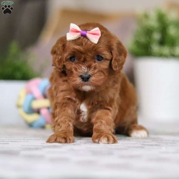 Chloe, Cavapoo Puppy